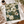 Botanical III | Poster