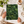 Green Roof | Poster